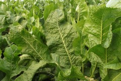 Horseradish leaves