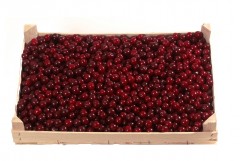 Sour cherry