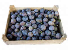 Plum