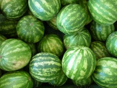 Watermelon
